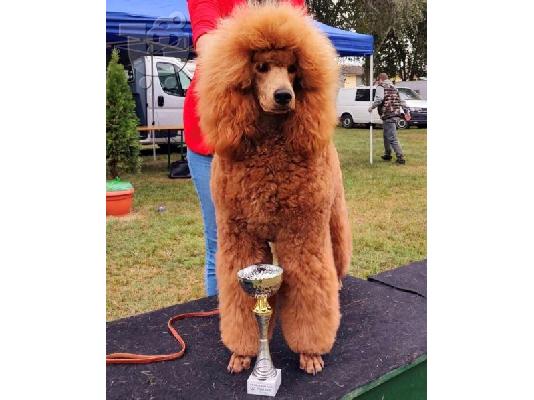 Royal Poodle κουτάβια